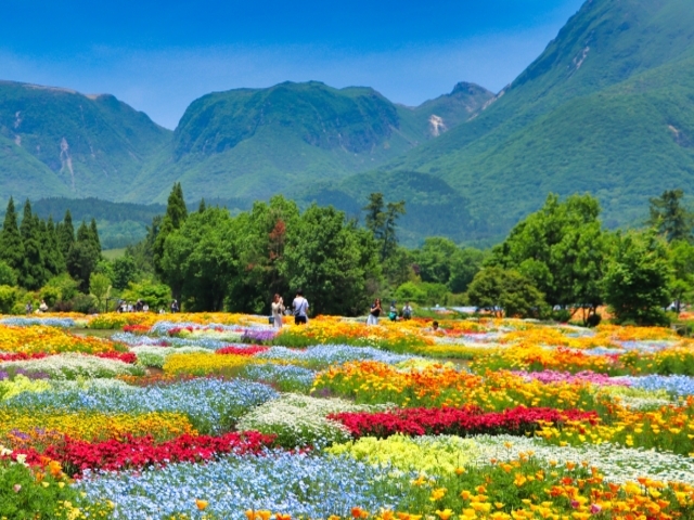 大分県の風景：くじゅう花公園